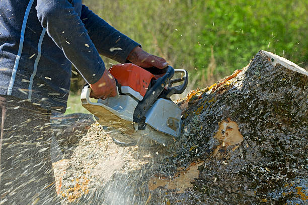 Best Tree Disease Treatment  in Prceton, IN